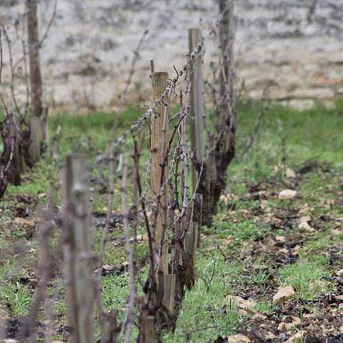 "This is a very fine Gevrey villages that is well worth considering." <br>-2022 Bachelet Gevrey-Chambertin VV