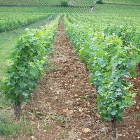 Red Burgundy Magnums: <br>Barthod, D'Angerville, DRC, Dujac, Jouan, Mugneret-Gibourg, Roumier, Rousseau & More