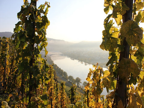 Julian Haart in Keller's Rheinhessen: <br>2023 Riesling "Rote Erden"