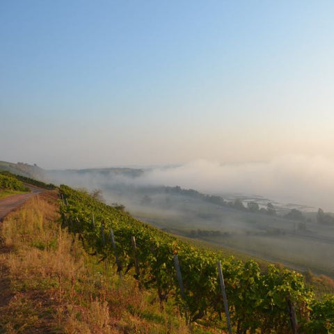 Keller Rarity: <br>2013 Keller Riesling Hipping Kabinett Auction Magnums