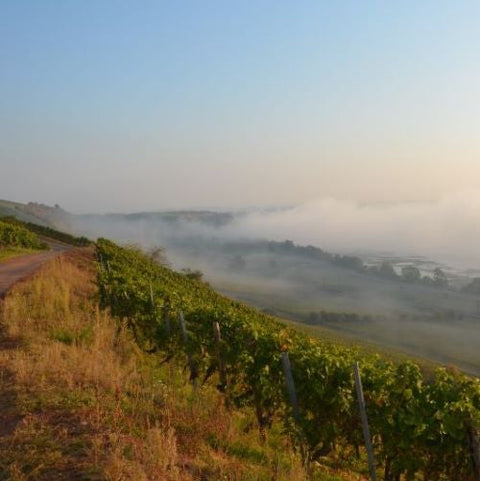 Magical Kabinett: <br>2024 Keller Nierstein Riesling Kabinett