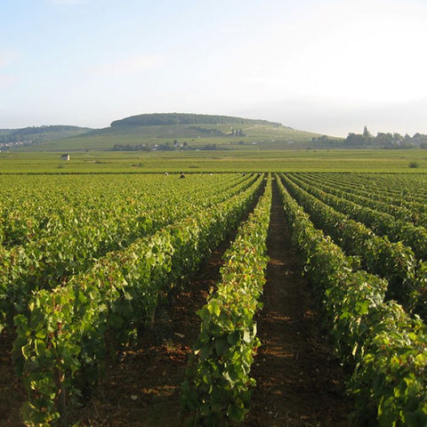 White Burgundy: <br>Dauvissat, Lafon, Lamy, Raveneau, Roulot & More