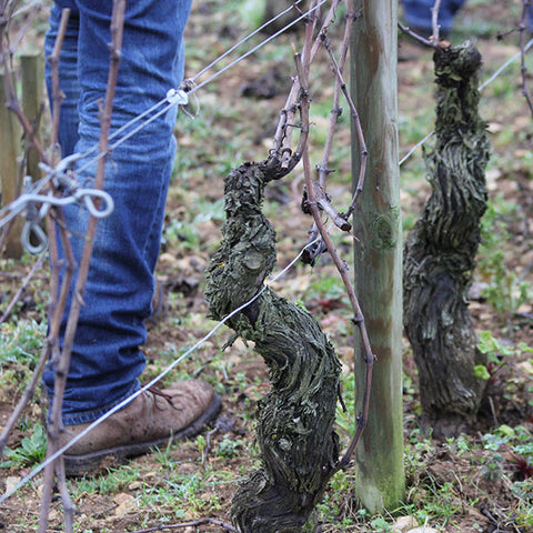 Red Burgundy: <br>Dujac, Lafarge, Mugneret-Gibourg, Roumier & More