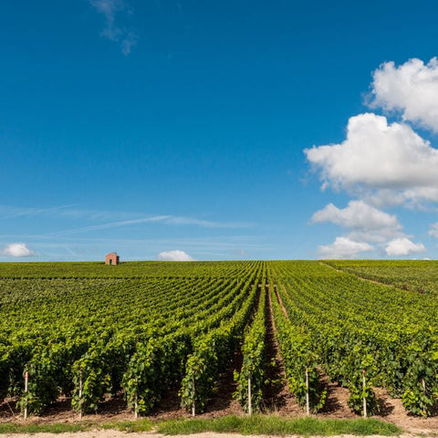 Champagne: <br>Bouchard, Brochet, Gauditiabois, Roederer, Savart, Selosse, Taittinger & More