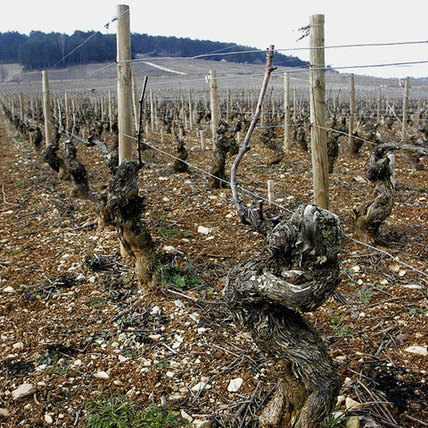 "Racy, detailed and refined" <br>-2023 Lafon Volnay