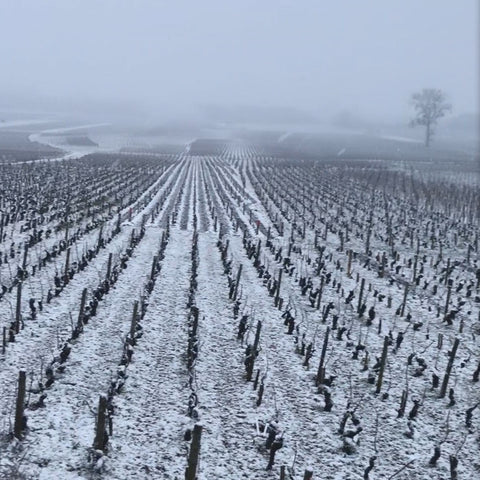 Cult Champagne, Part II: <br>Gaspard Brochet Brut Nature 333f NV