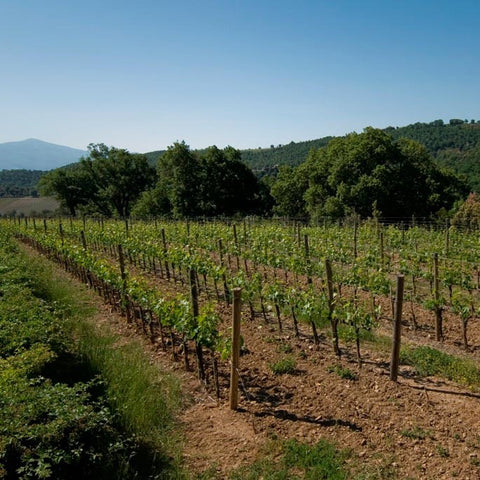 "This historic estate continues to rank among the reference points for classical, age-worthy cru Beaujolais"<br>2022 Château Thivin Côte de Brouilly: Les Griottes de Brulhié, Godefroy, & La Chapelle