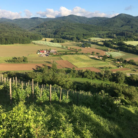 Wasenhaus: <br>Redefining Germany - Pinot Noir, Chardonnay, Pinot Blanc